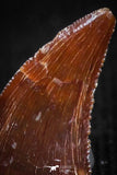 05148 - Well Preserved 0.37 Inch Dromaeosaur Raptor Tooth Cretaceous KemKem Beds