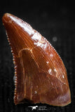 05148 - Well Preserved 0.37 Inch Dromaeosaur Raptor Tooth Cretaceous KemKem Beds