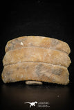 88543 - Beautiful Myliobatis Stingray Dental Plate Paleocene