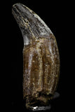 20676 -  Extremely Rare 3.02 Inch Pappocetus lugardi (Whale Ancestor) Incisor Rooted Tooth