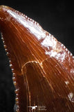 05148 - Well Preserved 0.37 Inch Dromaeosaur Raptor Tooth Cretaceous KemKem Beds