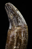20676 -  Extremely Rare 3.02 Inch Pappocetus lugardi (Whale Ancestor) Incisor Rooted Tooth