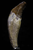 20677 -  Extremely Rare 3.11 Inch Pappocetus lugardi (Whale Ancestor) Incisor Rooted Tooth