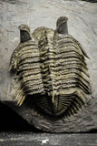 22081 - Museum Grade Tower Eyed Erbenochile +Cyphaspis Lower Devonian Trilobites
