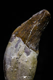 20677 -  Extremely Rare 3.11 Inch Pappocetus lugardi (Whale Ancestor) Incisor Rooted Tooth