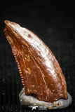 05149 - Beautiful 0.41 Inch Serrated Abelisaur Dinosaur Tooth Cretaceous KemKem Beds
