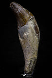 20677 -  Extremely Rare 3.11 Inch Pappocetus lugardi (Whale Ancestor) Incisor Rooted Tooth