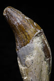 20677 -  Extremely Rare 3.11 Inch Pappocetus lugardi (Whale Ancestor) Incisor Rooted Tooth