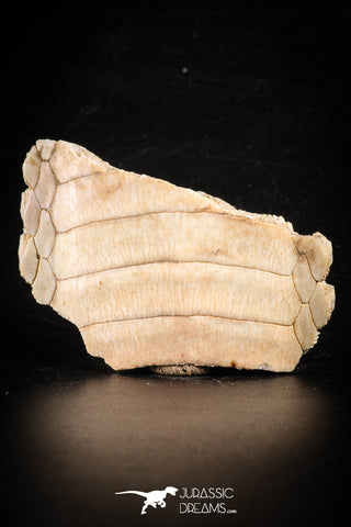 88547 - Beautiful Myliobatis Stingray Dental Plate Paleocene