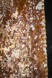 05150 - Beautiful 0.41 Inch Dromaeosaur Raptor Tooth Cretaceous KemKem Beds
