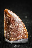 05150 - Beautiful 0.41 Inch Dromaeosaur Raptor Tooth Cretaceous KemKem Beds