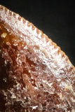 05150 - Beautiful 0.41 Inch Dromaeosaur Raptor Tooth Cretaceous KemKem Beds