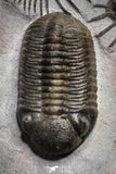 22082 - Museum Grade Association Morocops + Gerastos + Basseiarges + Crotalocephalus + Unidentified Lichids Middle Devonian Trilobites