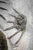 22082 - Museum Grade Association Morocops + Gerastos + Basseiarges + Crotalocephalus + Unidentified Lichids Middle Devonian Trilobites