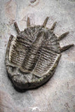 22082 - Museum Grade Association Morocops + Gerastos + Basseiarges + Crotalocephalus + Unidentified Lichids Middle Devonian Trilobites
