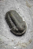 22082 - Museum Grade Association Morocops + Gerastos + Basseiarges + Crotalocephalus + Unidentified Lichids Middle Devonian Trilobites