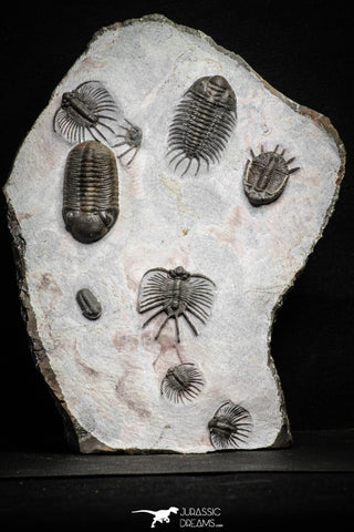 22082 - Museum Grade Association Morocops + Gerastos + Basseiarges + Crotalocephalus + Unidentified Lichids Middle Devonian Trilobites