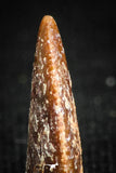05150 - Beautiful 0.41 Inch Dromaeosaur Raptor Tooth Cretaceous KemKem Beds