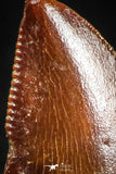 05151 - Museum Grade 0.54 Inch Dromaeosaur Raptor Tooth Cretaceous KemKem Beds