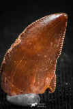 05151 - Museum Grade 0.54 Inch Dromaeosaur Raptor Tooth Cretaceous KemKem Beds