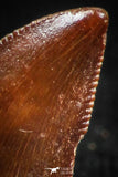05151 - Museum Grade 0.54 Inch Dromaeosaur Raptor Tooth Cretaceous KemKem Beds