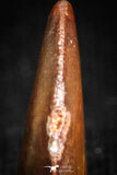 05151 - Museum Grade 0.54 Inch Dromaeosaur Raptor Tooth Cretaceous KemKem Beds