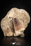 88553 - Great Association of 2 Prognathodon anceps Teeth Cretaceous