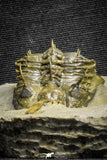 22083 - Museum Grade Association 2 Trident Walliserops trifurcatus Middle Devonian Trilobites