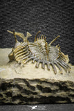 22083 - Museum Grade Association 2 Trident Walliserops trifurcatus Middle Devonian Trilobites