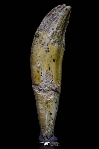 20680 -  Extremely Rare 3.15 Inch Pappocetus lugardi (Whale Ancestor) Incisor Rooted Tooth