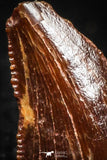 05152 - Nicely Serrated 0.33 Inch Dromaeosaur Raptor Tooth Cretaceous KemKem Beds