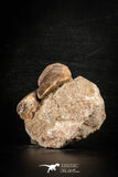 88554 - Great Association of 2 Prognathodon anceps Teeth Cretaceous