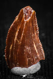 05152 - Nicely Serrated 0.33 Inch Dromaeosaur Raptor Tooth Cretaceous KemKem Beds