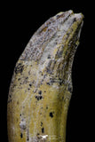 20680 -  Extremely Rare 3.15 Inch Pappocetus lugardi (Whale Ancestor) Incisor Rooted Tooth
