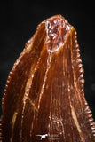 05152 - Nicely Serrated 0.33 Inch Dromaeosaur Raptor Tooth Cretaceous KemKem Beds