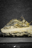 22083 - Museum Grade Association 2 Trident Walliserops trifurcatus Middle Devonian Trilobites