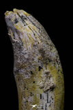 20680 -  Extremely Rare 3.15 Inch Pappocetus lugardi (Whale Ancestor) Incisor Rooted Tooth
