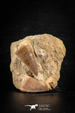 88556 - Great Association of 2 Prognathodon anceps Teeth Cretaceous