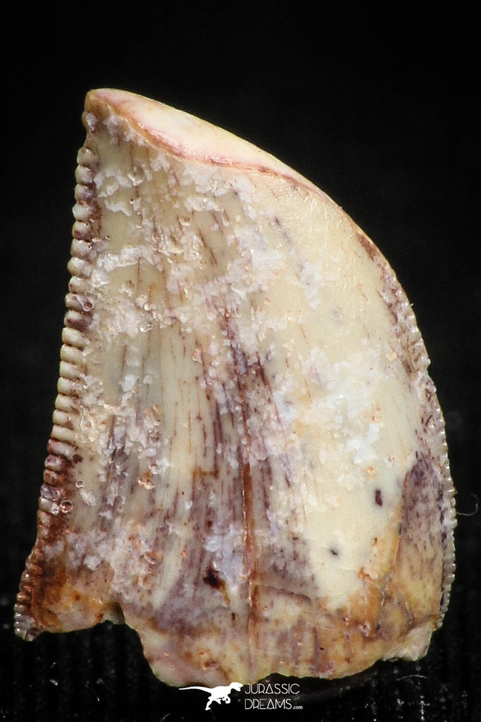 05153 - Nicely Serrated 0.48 Inch Juvenile Carcharodontosaurus Dinosaur Tooth KemKem