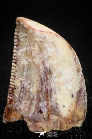 05153 - Nicely Serrated 0.48 Inch Juvenile Carcharodontosaurus Dinosaur Tooth KemKem