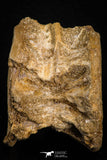 07637 - Top Beautiful 2.67 Inch Enchodus libycus Vertebra Bone Late Cretaceous