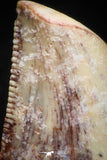 05153 - Nicely Serrated 0.48 Inch Juvenile Carcharodontosaurus Dinosaur Tooth KemKem