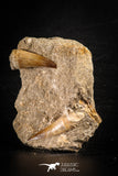 88557 - Great Association of 2 Prognathodon anceps Teeth Cretaceous