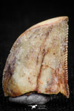 05153 - Nicely Serrated 0.48 Inch Juvenile Carcharodontosaurus Dinosaur Tooth KemKem