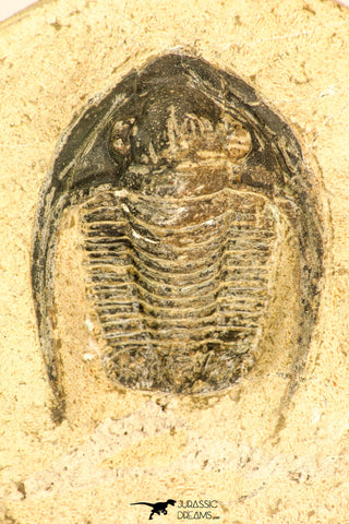 30818 - Nicely Preserved 1.44 Inch Cornuproetus sp Middle Devonian Trilobite