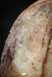 05153 - Nicely Serrated 0.48 Inch Juvenile Carcharodontosaurus Dinosaur Tooth KemKem