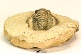 30818 - Nicely Preserved 1.44 Inch Cornuproetus sp Middle Devonian Trilobite