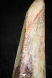 05153 - Nicely Serrated 0.48 Inch Juvenile Carcharodontosaurus Dinosaur Tooth KemKem