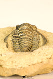 30818 - Nicely Preserved 1.44 Inch Cornuproetus sp Middle Devonian Trilobite