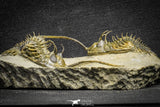 22083 - Museum Grade Association 2 Trident Walliserops trifurcatus Middle Devonian Trilobites